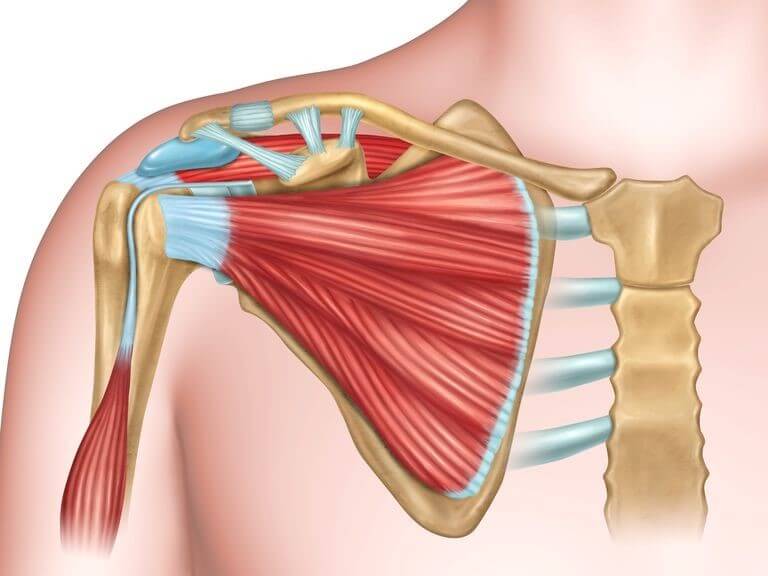 desenho mostrando anatomia do ombro